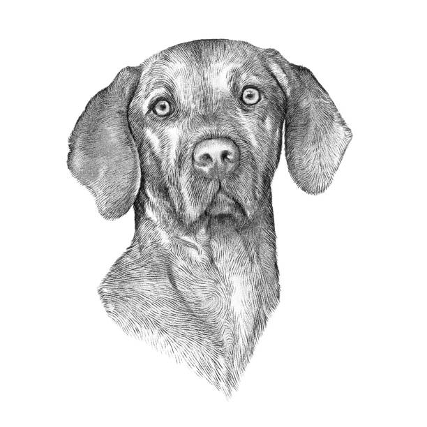 Portrait of Vizsla dog Black and White drawing of Vizsla dog isolated on white background. Weimaraner. Animal art collection: Dogs. Realistic Dog Portrait - Hand Painted Illustration of Pets. Good for banner, card weimaraner dog animal domestic animals stock illustrations