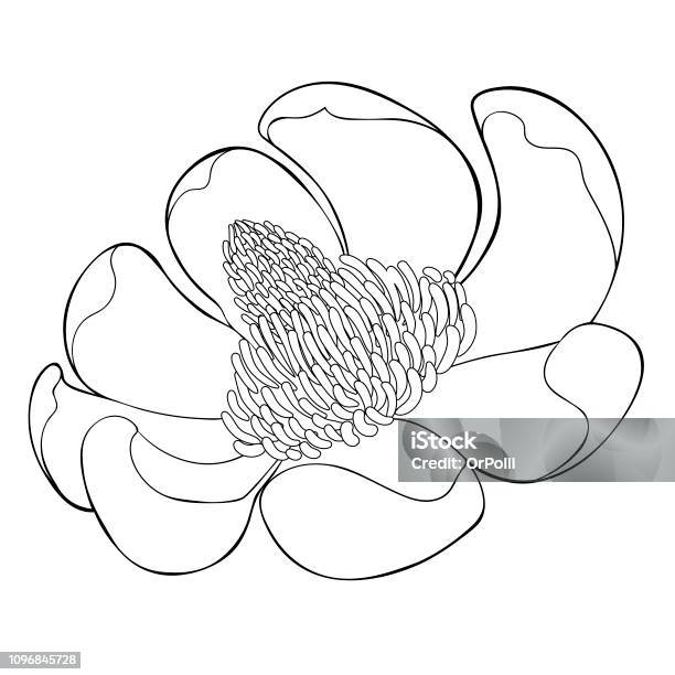 Magnolia Obovate Flower In Bloom Vector Illustration Stock Illustration - Download Image Now