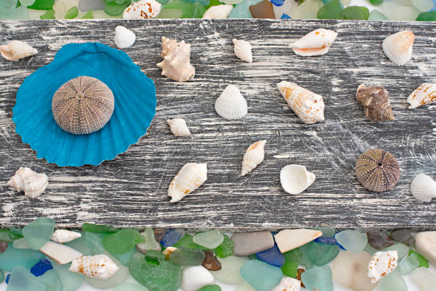 istock Set of sea shells on old wooden background 1096846556
