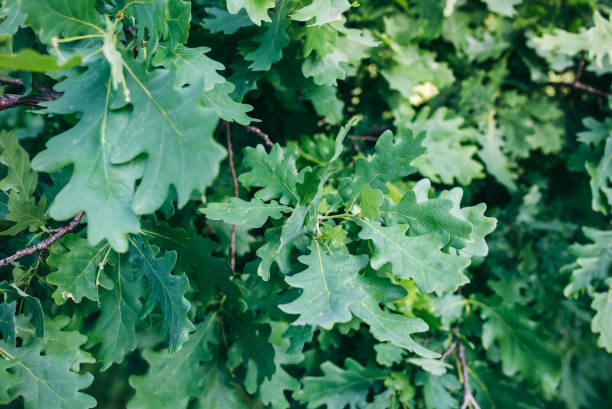 istock Green oak tree leaves background. Natural summer photo. 1096846792