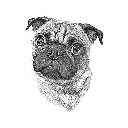 Ilustración de Dibujo Retrato De Pug Cachorro En Fondo Blanco Mascotas  Hogar Dibujado Mano Diseño De Tarjeta De Felicitación Clip Ilustración Arte  Ilustración y más Vectores Libres de Derechos de Doguillo -