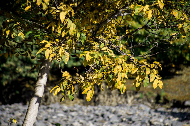 Forest trees in Autumn. Scenery with rays of warm light . Azerbaijan. Selective focus