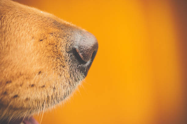 istock A golden retriever's nose 1096849756