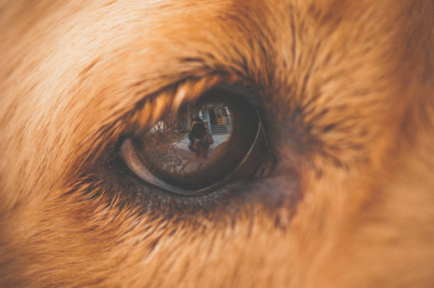istock A golden retriever eye 1096849768