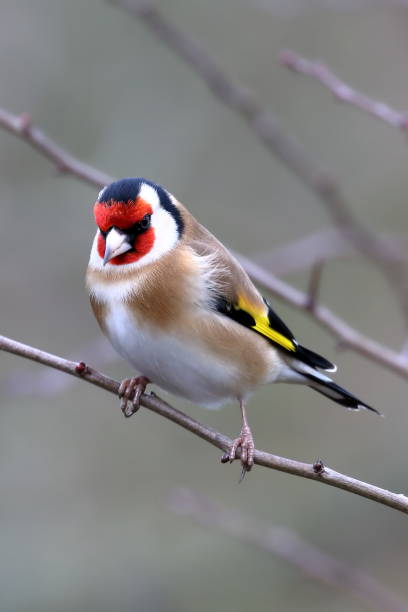 istock Goldfinch perched on a branch 1096851542