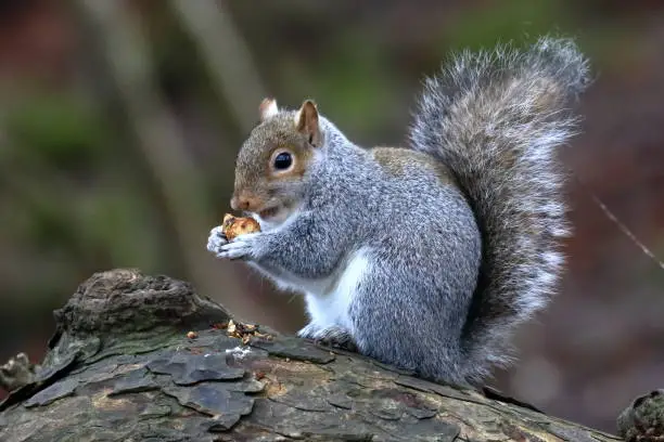 Wild grey squirrel now regarded as a pest in the UK due to its invasive nature. Its introduction and has caused the native red squirrel population demise. This one eating his lunch in broad daylight in a park not 10 foot away!
