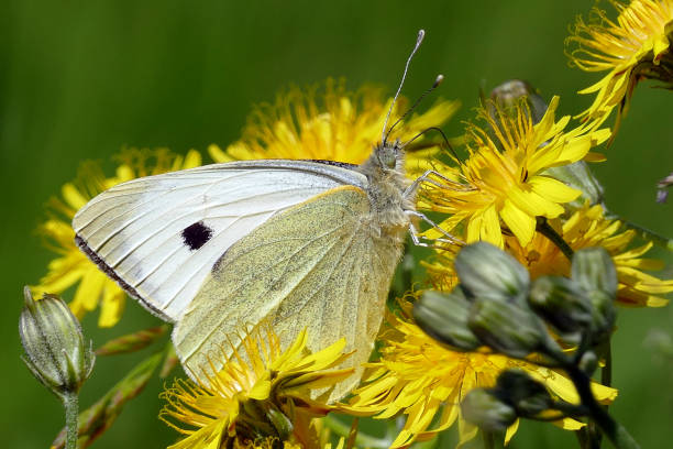 istock White Butterfly feeding on a Yellow flower 1096856398