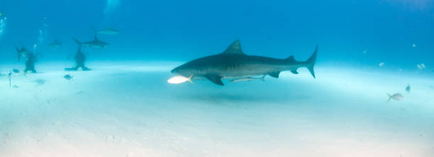 istock Tiger shark at Tigerbeach, Bahamas 1096858160