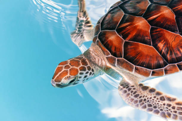 istock Baby turtle in the water 1096858790