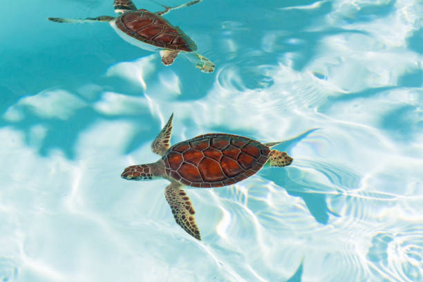 istock Baby turtle in the water 1096858824