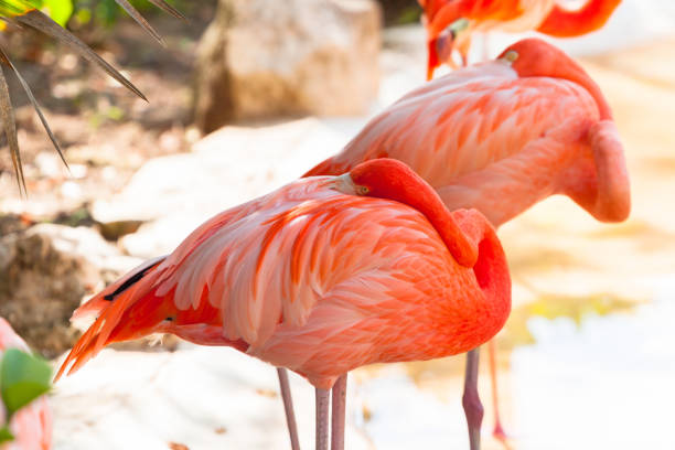 istock Sleeping pink flamingos in Mexico 1096858842