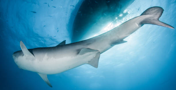 istock Tiger shark at Tigerbeach, Bahamas 1096861096