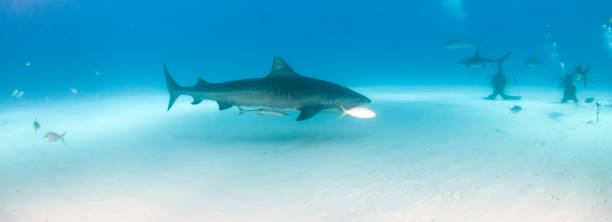 istock Tiger shark at Tigerbeach, Bahamas 1096861986