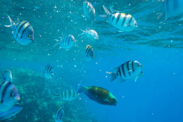 istock Red Sea underwater scenery with tropical fishes 1096862410