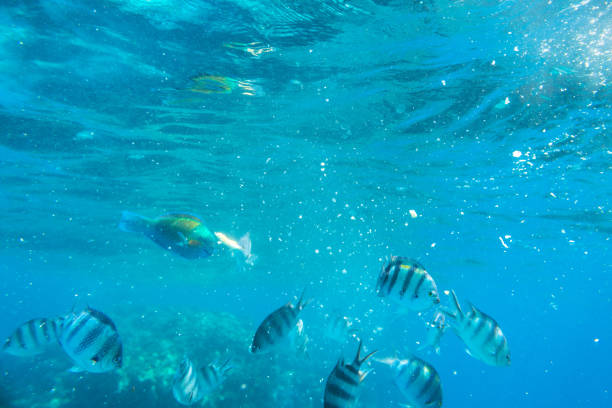 istock Red Sea underwater scenery with tropical fishes 1096862438
