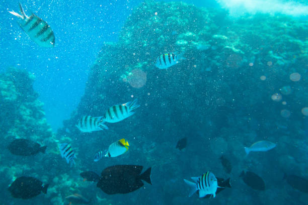 istock Red Sea underwater scenery with tropical fishes 1096862536