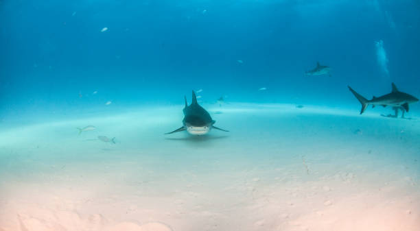 istock Tiger shark at Tigerbeach, Bahamas 1096862634