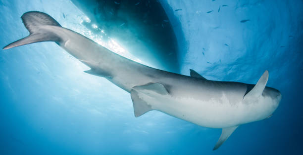 istock Tiger shark at Tigerbeach, Bahamas 1096863266