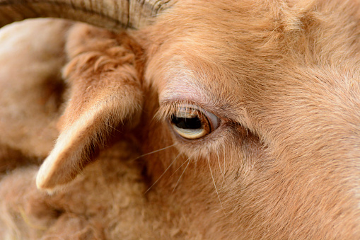 Drenthe Heath Sheep : close up of the eye and eyelash, in the background part of the horn.