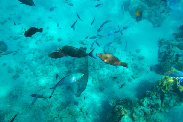 istock Red Sea underwater scenery with tropical fishes 1096864972