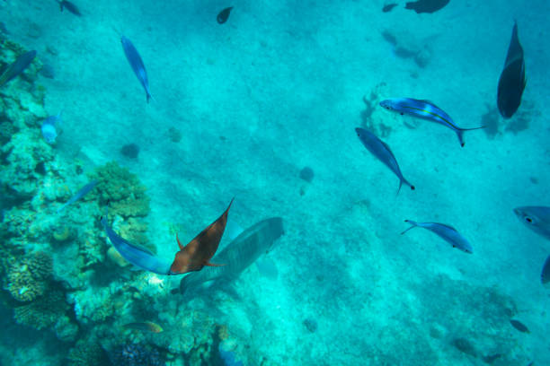 istock Red Sea underwater scenery with tropical fishes 1096865026