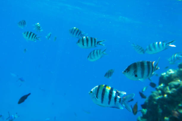 Red Sea underwater scenery with tropical fishes