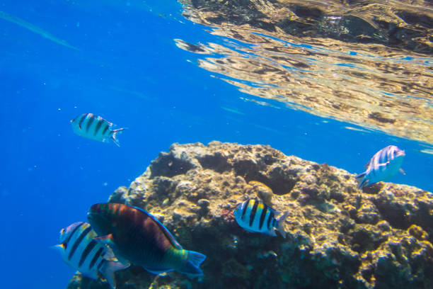 istock Red Sea underwater scenery with tropical fishes 1096865334