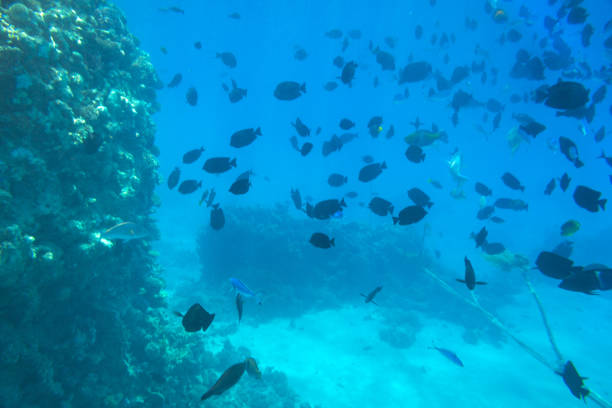 istock Red Sea underwater scenery with tropical fishes 1096865586