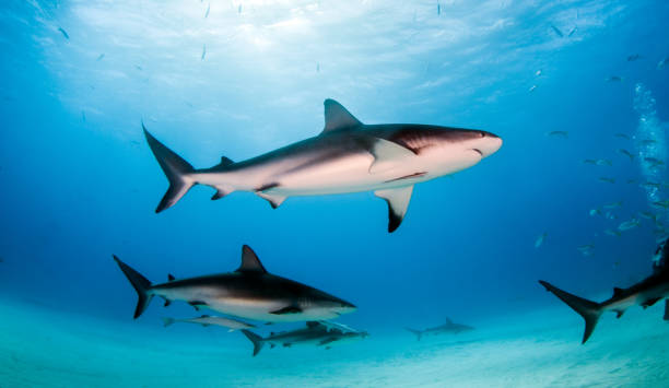 istock Caribbean reef shark at the Bahamas 1096866224