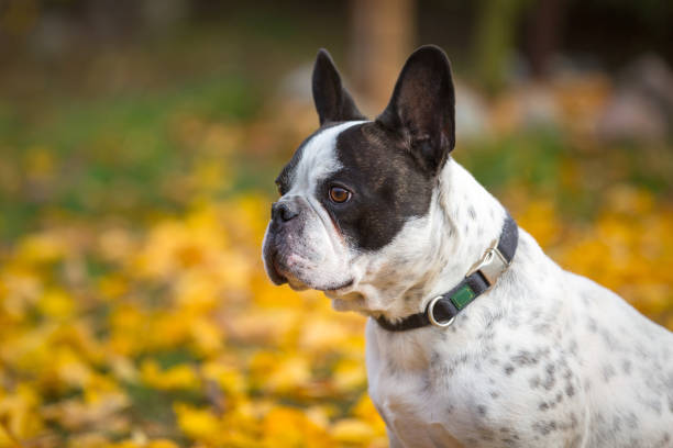 istock French bulldog in autumnal scenery 1096867380