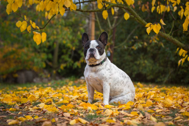 istock French bulldog in autumnal scenery 1096867464