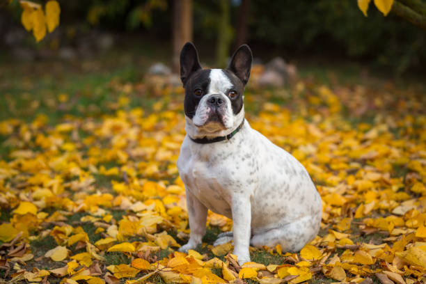 istock French bulldog in autumnal scenery 1096868606