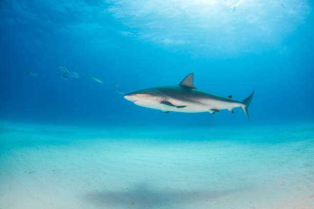 istock Caribbean reef shark at the Bahamas 1096868664