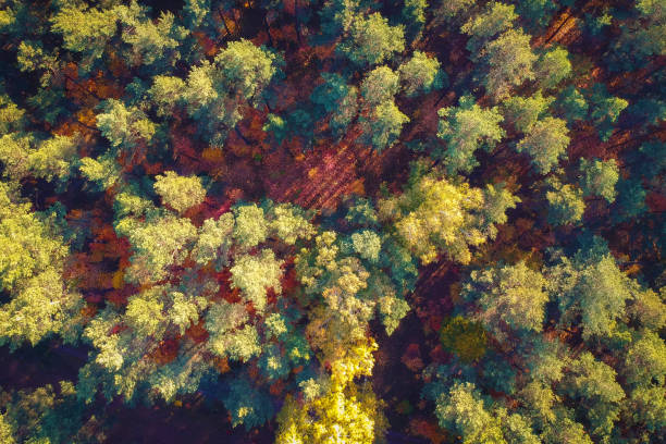 istock Beautiful autumnal forest in Poland 1096868882