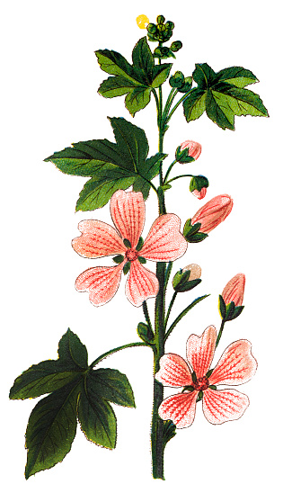 Illustration of a Malva alcea (greater musk-mallow, cut-leaved mallow, vervain mallow or hollyhock mallow)