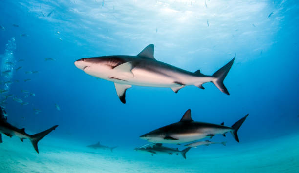 istock Caribbean reef shark at the Bahamas 1096869194