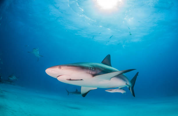 istock Caribbean reef shark at the Bahamas 1096869286