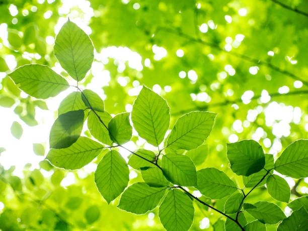 istock The branch of leaves in a forest 1096870582