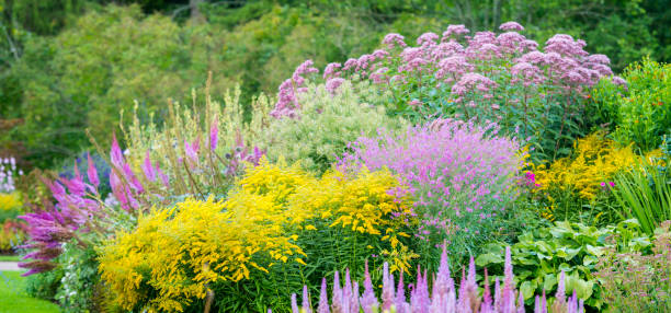 istock Garden in wonderful colours 1096871776