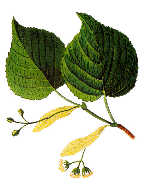 tilia platyphyllos ,largeleaf lipa, lipa wielkolistna, wapno wielkolistne, lipa largeleaf - linden tree stock illustrations