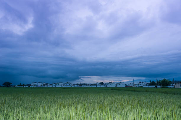 ダリ、雲南省の古代村 - rice paddy china traditional culture yunnan province ストックフォトと画像