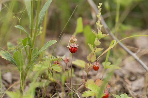 istock Ripe strawberry in the forest 1096875230