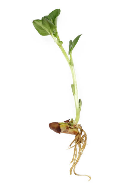 istock New leaf growing out of horse bean on white background 1096875732