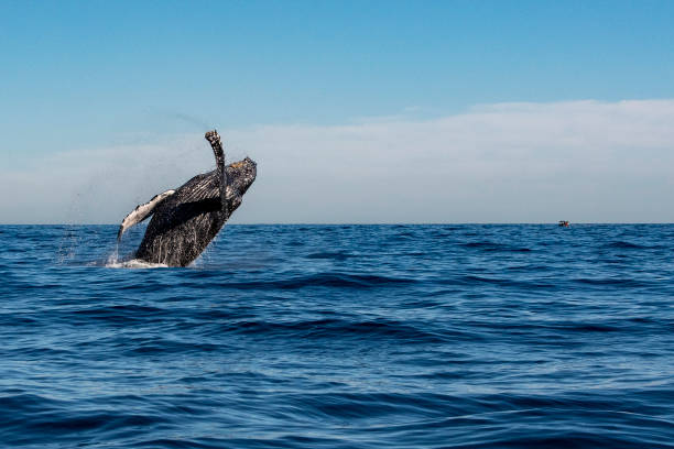 istock humpback whale breaching in cabo san lucas mexico 1096875854