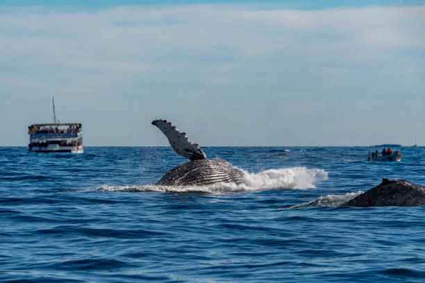 istock humpback whale breaching in cabo san lucas mexico 1096875864