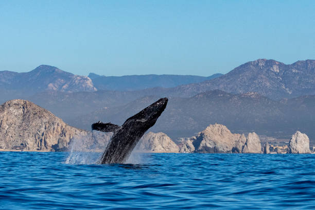 istock humpback whale breaching in cabo san lucas mexico 1096875892