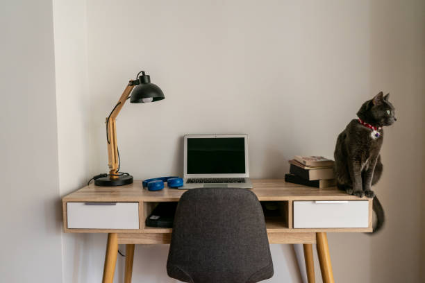 Cat sitting on home office desk