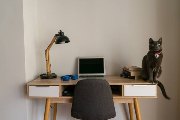 istock Cat sitting on home office desk 1096877876