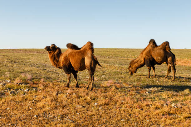 two two-humped camels - bactrianus imagens e fotografias de stock