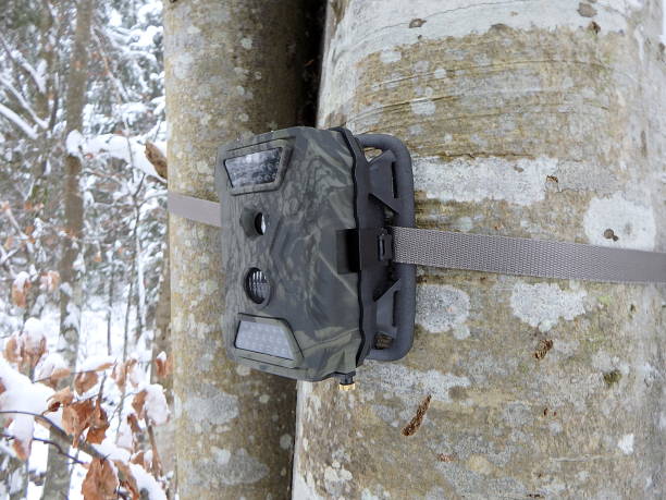 istock Photo traps in forests 1096881262